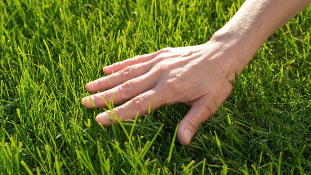 Patch Disease in Turfgrass 1