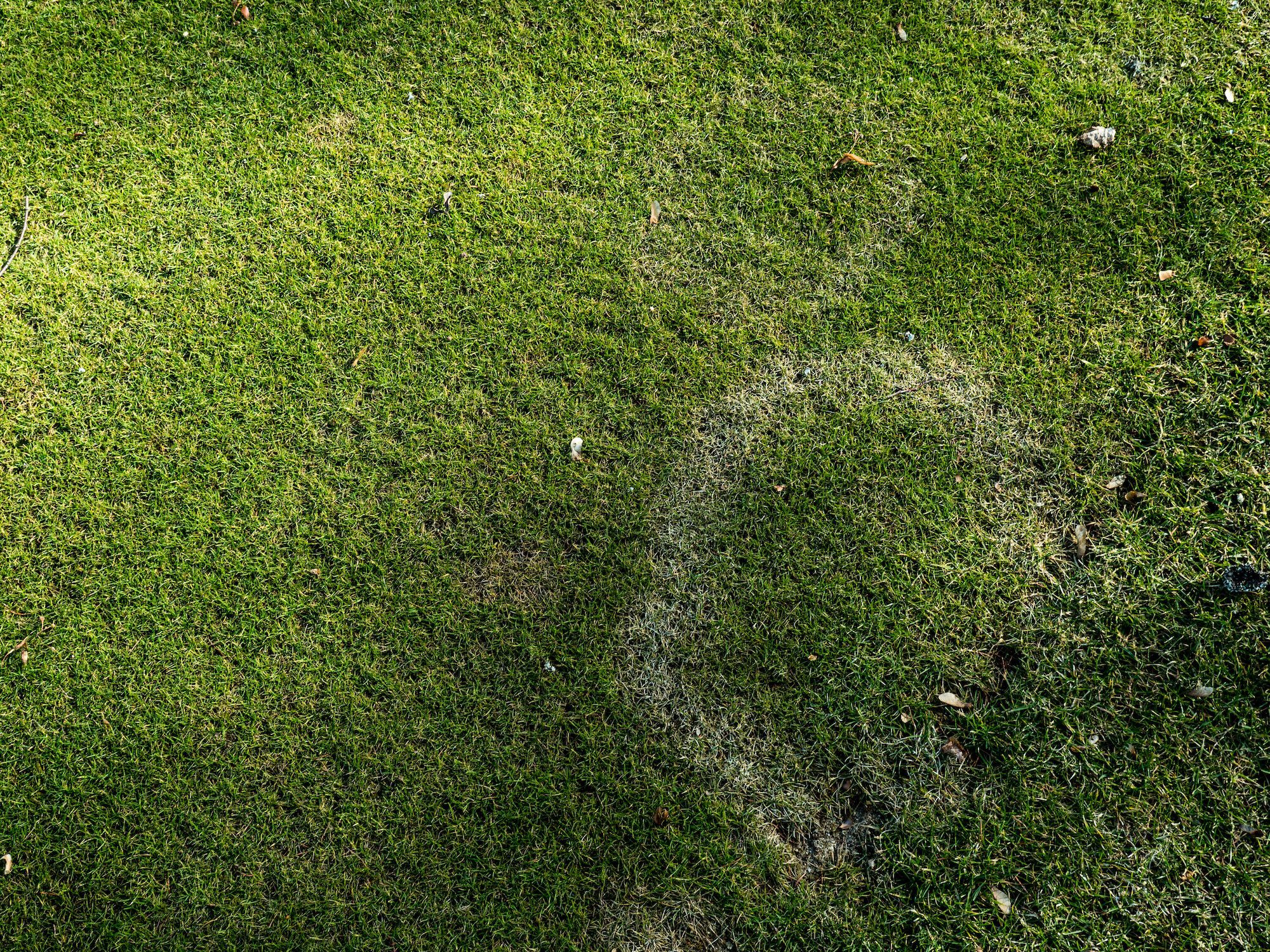 Understanding Bacterial Decline in Creeping Bentgrass: A TGM Technical Advisory for Summer 2025